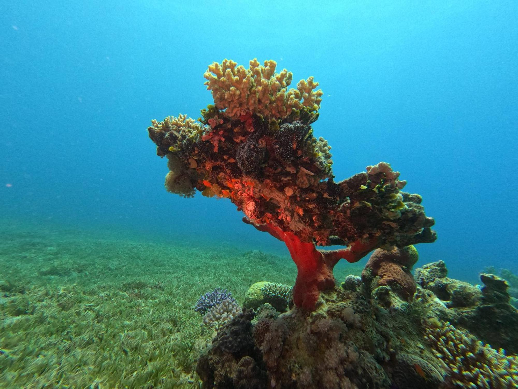 Aqaba Pro Divers Екстер'єр фото