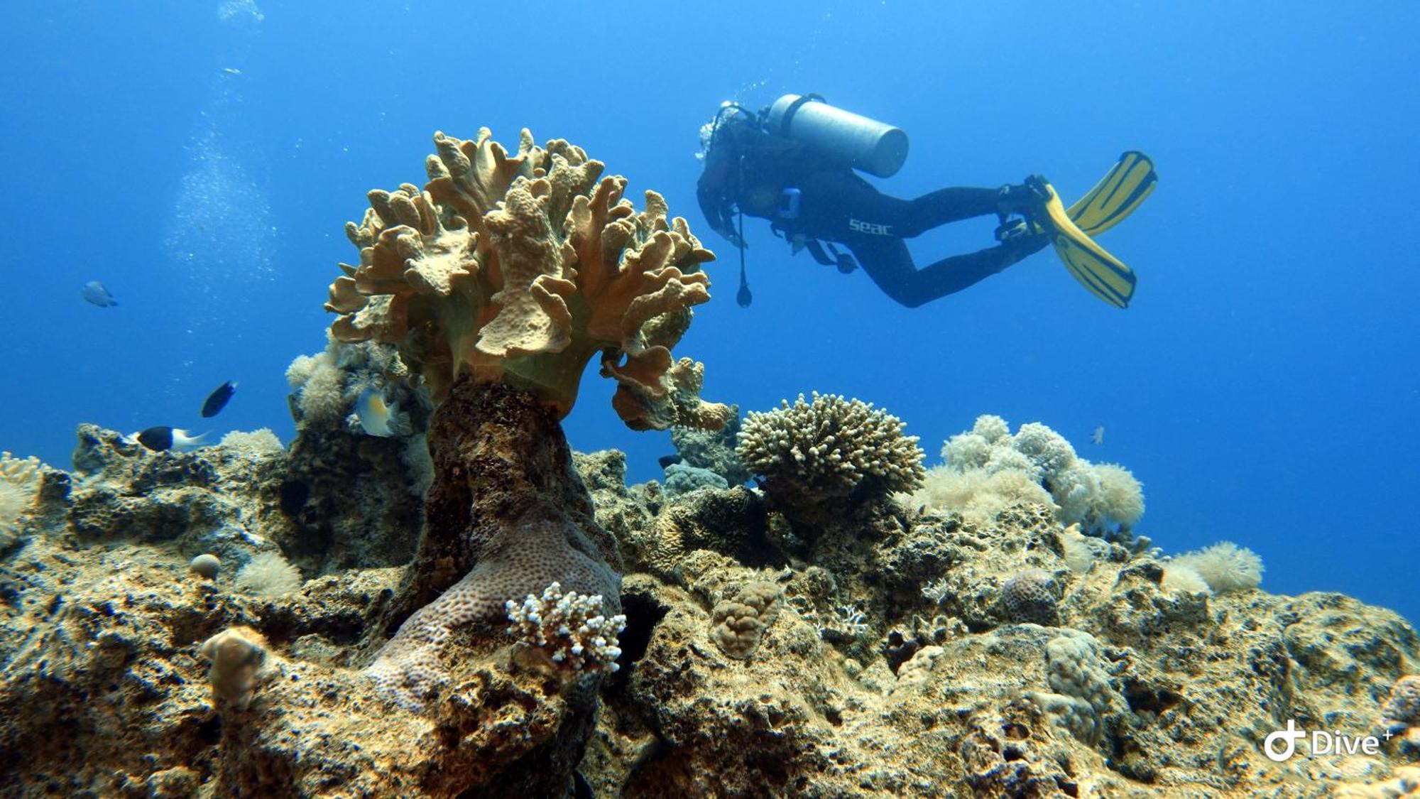 Aqaba Pro Divers Екстер'єр фото