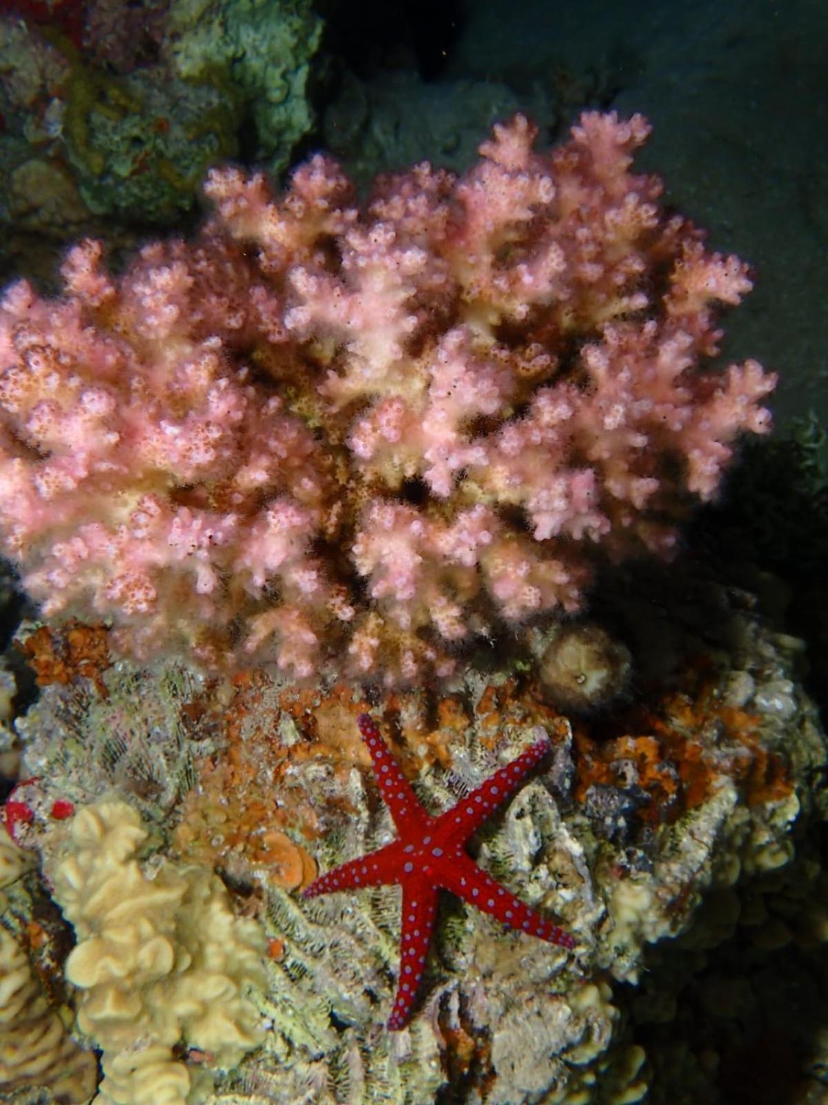 Aqaba Pro Divers Екстер'єр фото