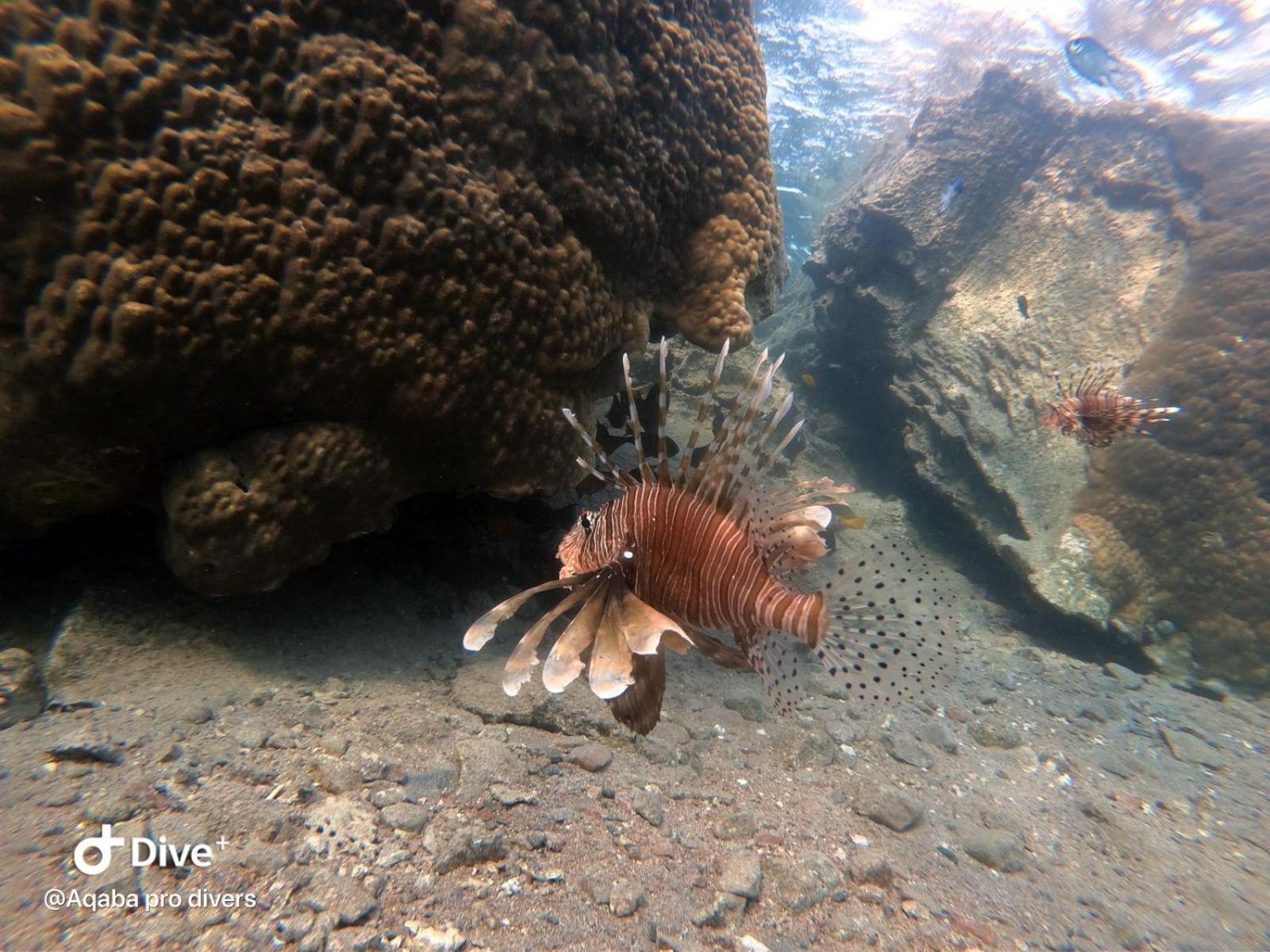 Aqaba Pro Divers Екстер'єр фото