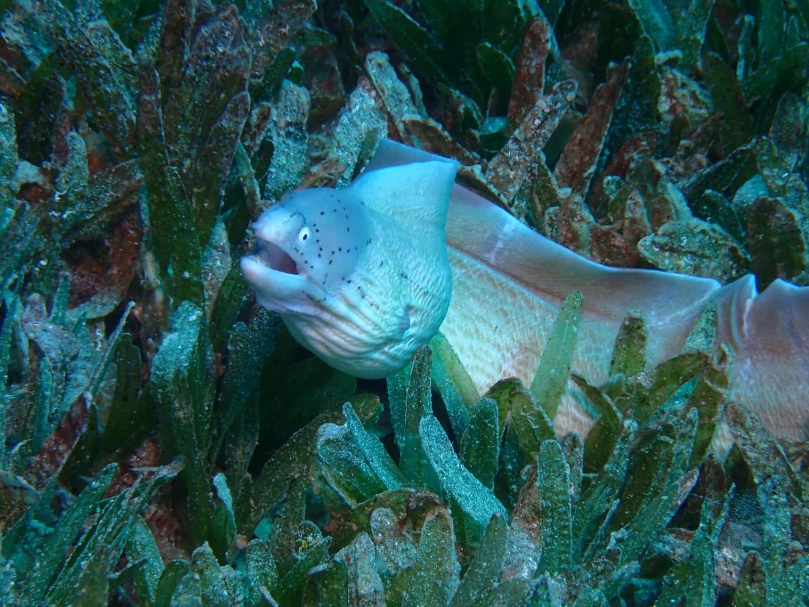 Aqaba Pro Divers Екстер'єр фото
