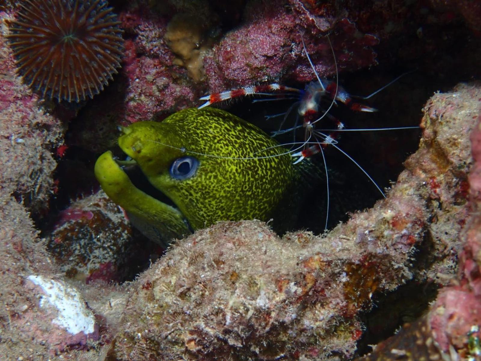 Aqaba Pro Divers Екстер'єр фото